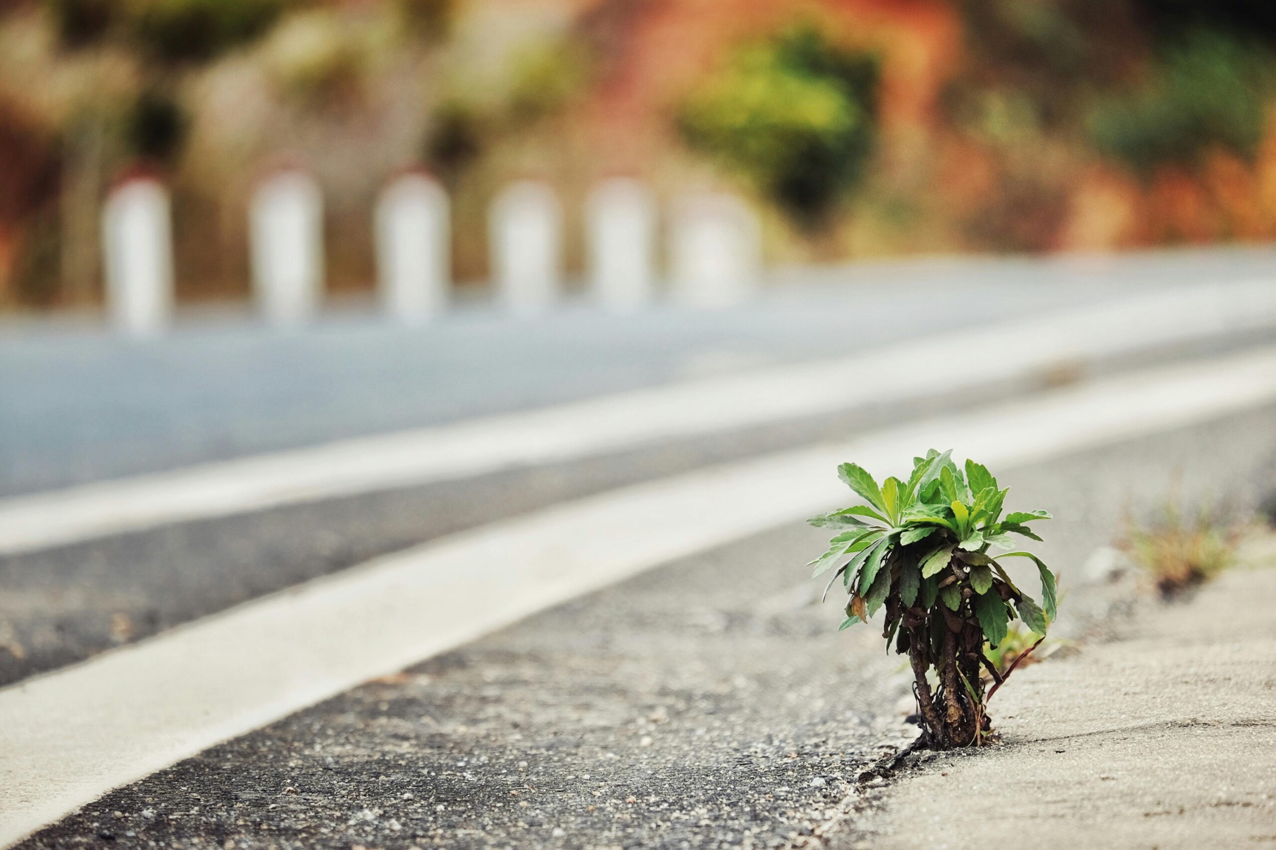 A small plant thriving on a road, symbolizing resilience and survival in urban environments.