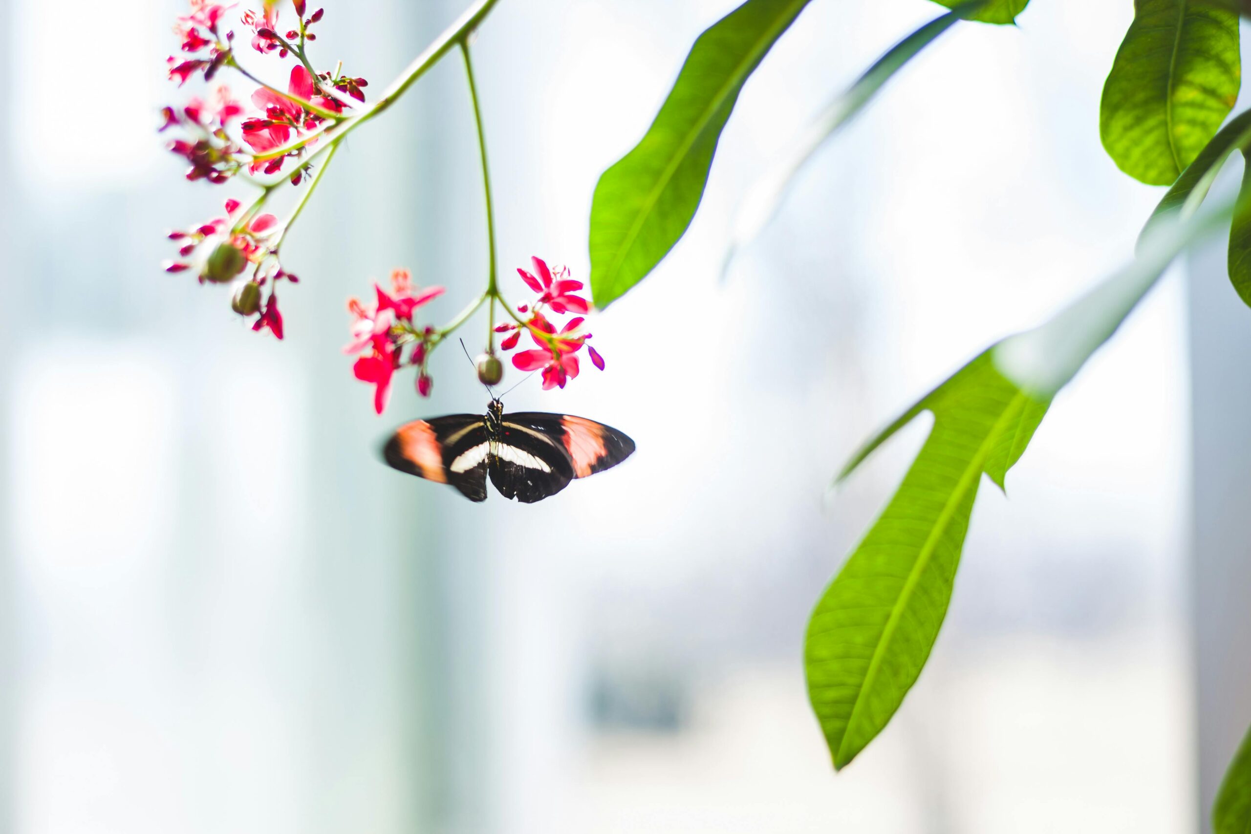 Close-up of a butterfly pollinating vibrant pink flowers with delicate leaves in bright light.